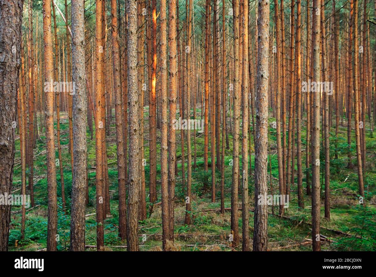 Kiefernwald im Bisenthaler Becken Banque D'Images