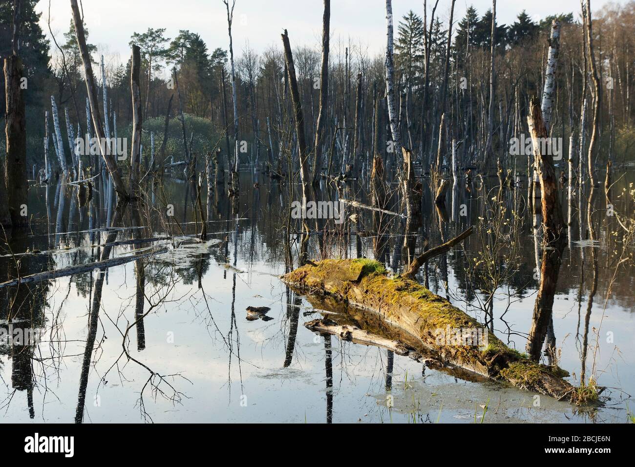 tote Bäume im Feuchtgebiet beim Hellsee Banque D'Images