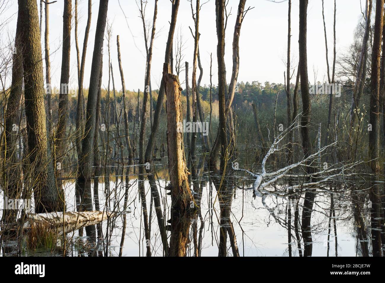 Biesenthaler Becken / Feuchtgebiet beim Hellsee Banque D'Images