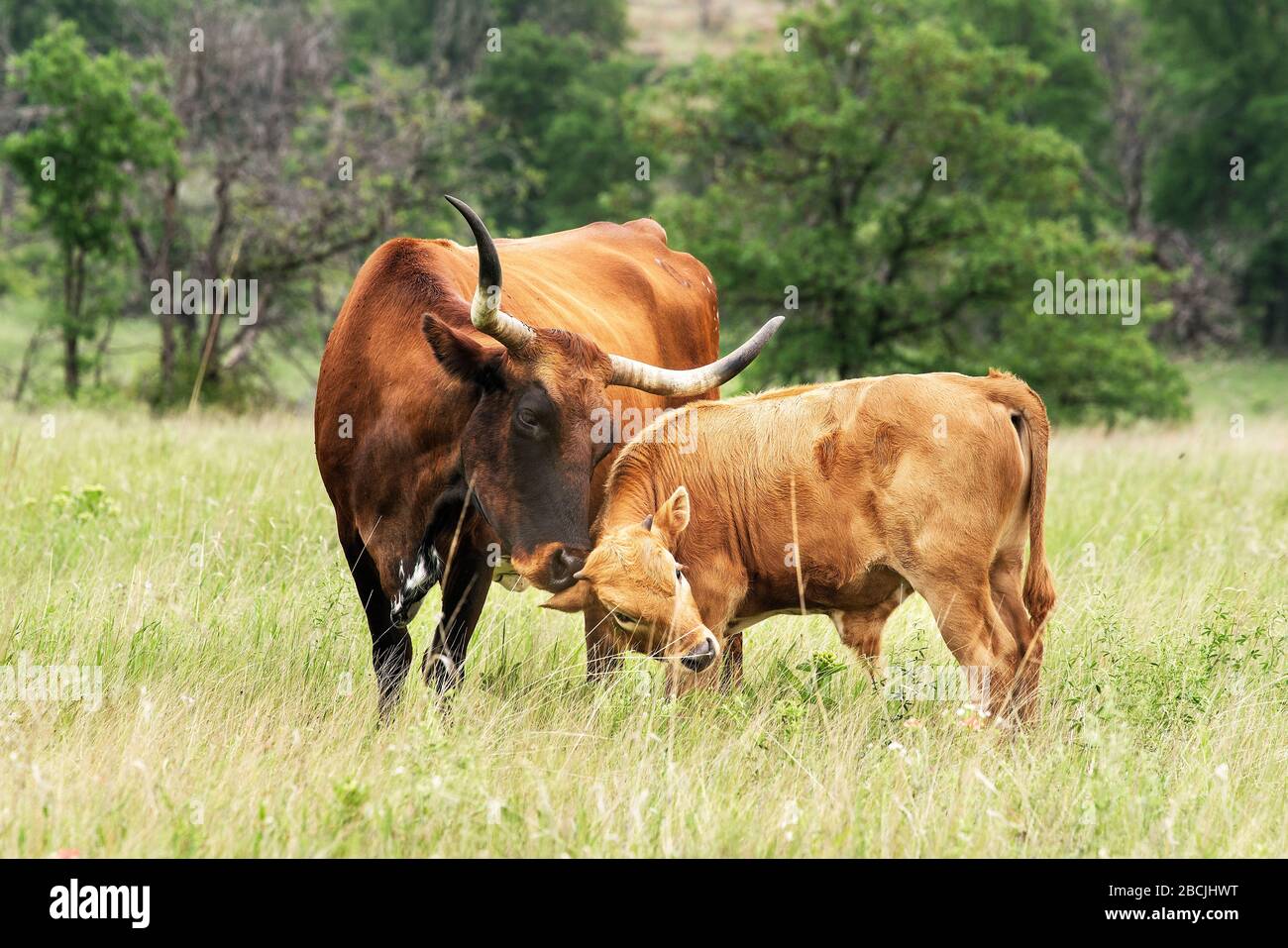 Texas Longhorn Wichita Mountains réserve naturelle près de Lawton, Oklahoma Banque D'Images