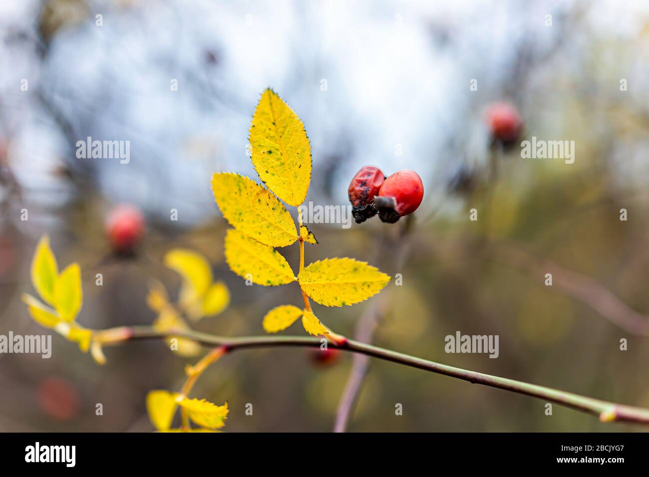Varsovie, Pologne parc le jour d'hiver avec macro closeup de feuilles jaunes d'automne de baies rouges de rosehip d'orange de roses comestibles saine vitamine c nourriture Banque D'Images