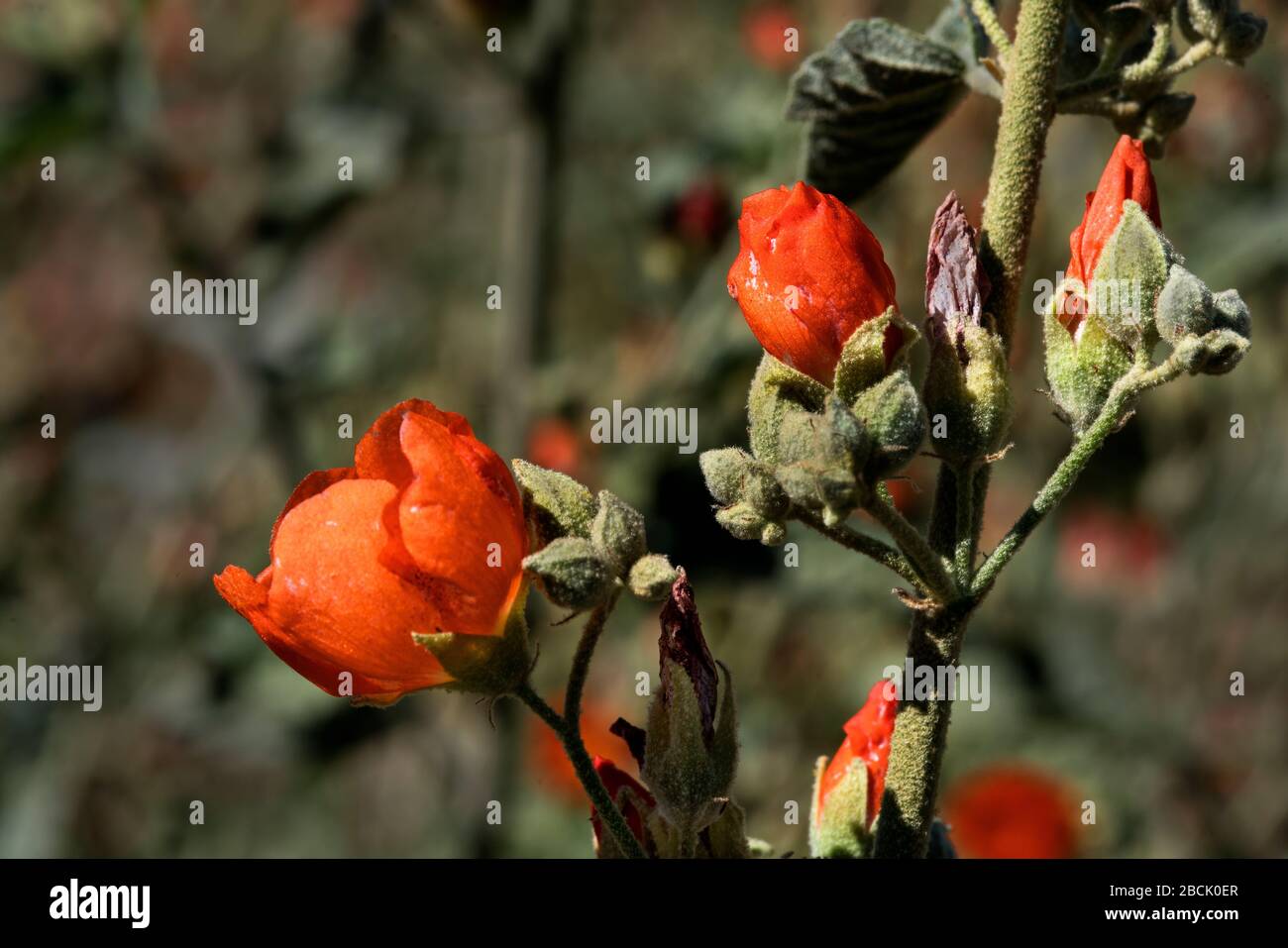 Une image de gros plan du Globe Mallow de fleurs sauvages capturé dans le désert de Sonoran près de Phoenix, Arizona. Banque D'Images
