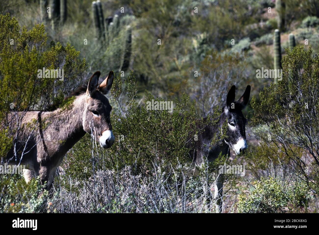 Burros sauvages dans le désert de Sonoran près de Phoenix, Arizona Banque D'Images