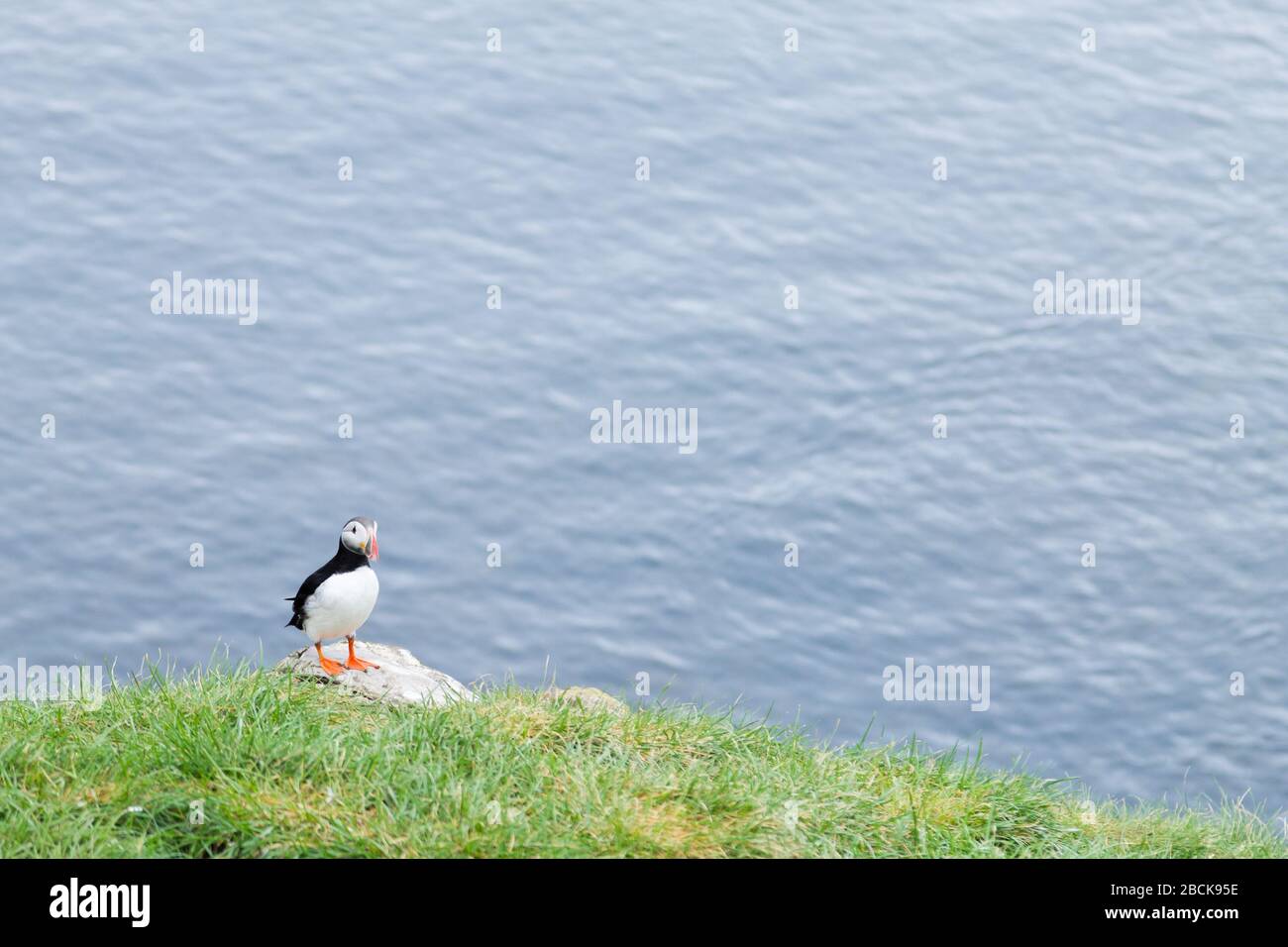 Macareux moine de Borgarfjordur fjord, est de l'Islande. La faune de l'Islande. Macareux moine commun. Fratercula arctica Banque D'Images Macareux moine de Borgarfjordur fjord, est de l'Islande. La faune de l'Islande. Macareux moine commun. Fratercula arctica Banque D'Images