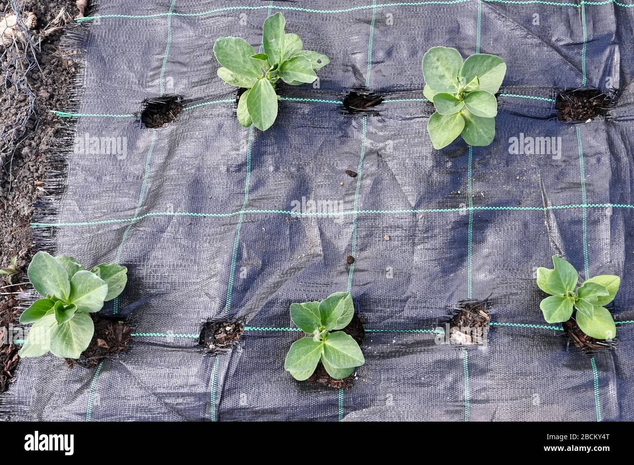 Plantules de haricots larges plantées à travers le tissu de mauvaises herbes. Banque D'Images