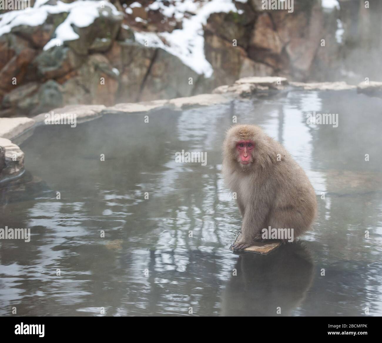 Macaque socialement séparée dans le bain thermal dans la réserve de singe de neige au Japon Banque D'Images