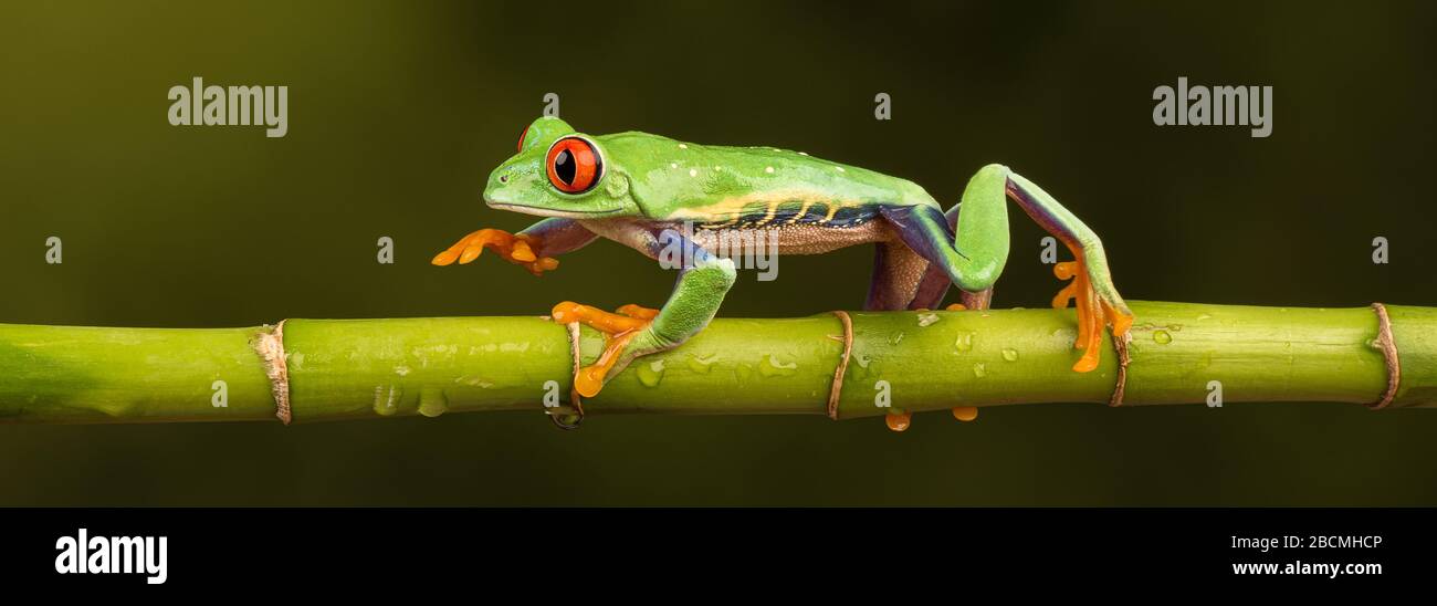 Grenouille d'arbre à yeux rouges (Agalychnis callidryas) en marche le long d'une tige de bambou Banque D'Images