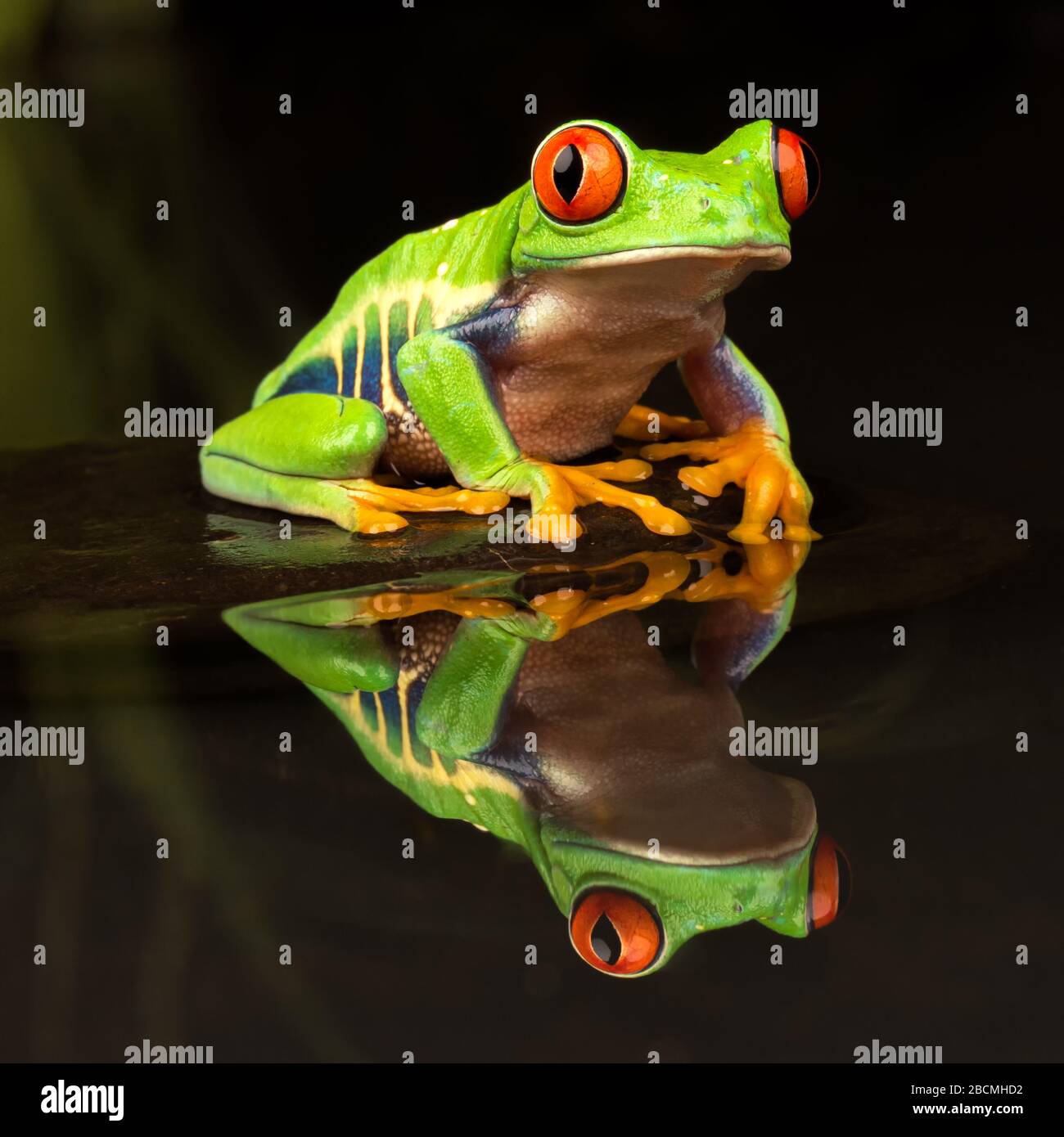 Grenouille d'arbre à yeux rouges (Agalychnis callidryas) située sur une pierre dans un étang à réflexion Banque D'Images
