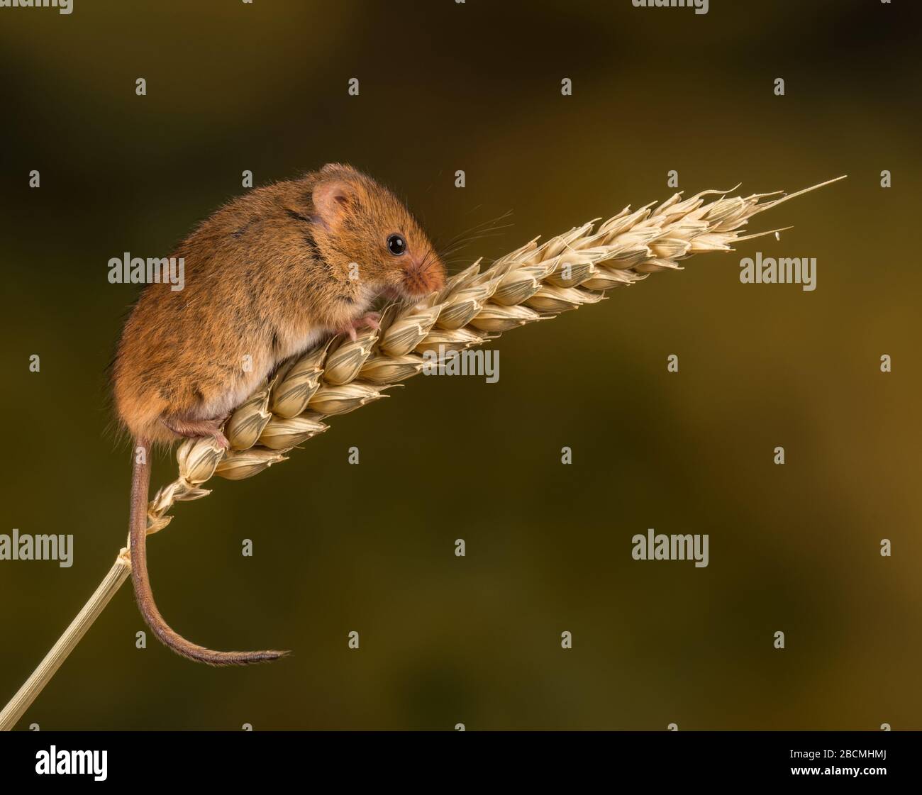 La souris de récolte (Micromys minutus) sur une oreille de blé dans un studio, Dorset, Angleterre, Grande-Bretagne Banque D'Images