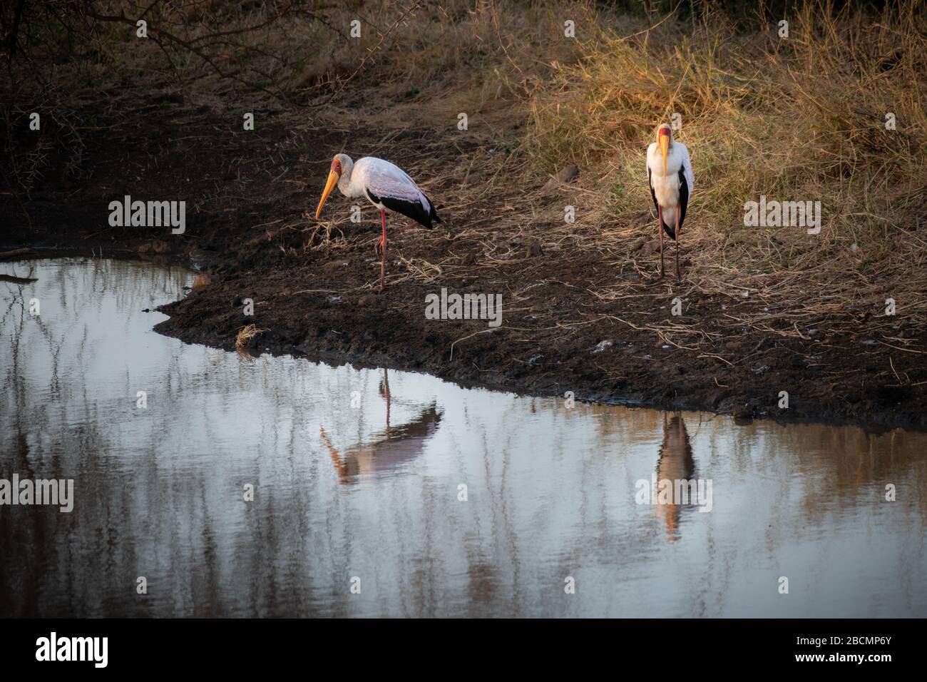 Stork à facturation jaune dans un trou d'eau en Afrique du Sud. Banque D'Images
