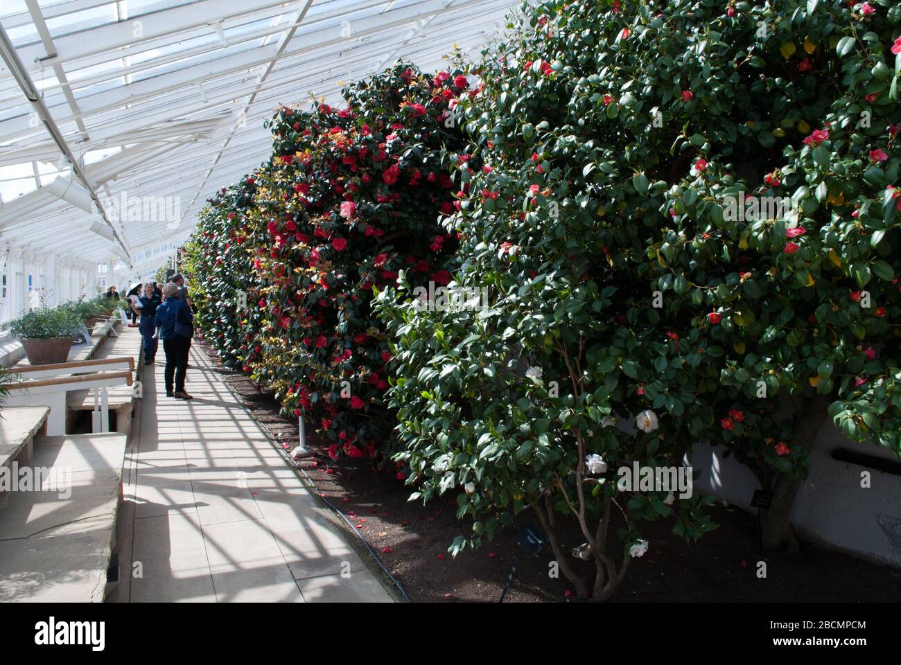 Camellia Festival 2017 Glasshouse Conservatory White Structural Frame Chiswick House & Garden, Burlington Lane, Londres, W4 par Samuel Ware Banque D'Images