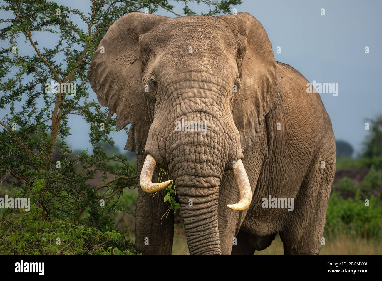 L'éléphant sauvage Banque D'Images