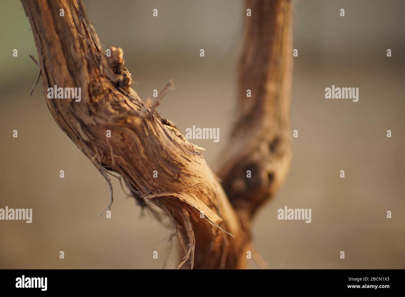 Branches brunes sèches ou tronc d'une vigne poussant dans un jardin ensoleillé Banque D'Images
