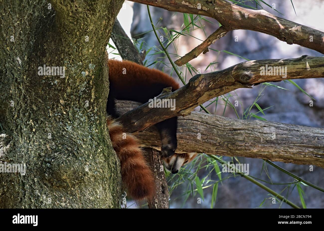 Le panda rouge qui s'équilibre avec précision sur une branche d'arbres prend une sieste dans une exposition de zoo pendant l'après-midi. Banque D'Images