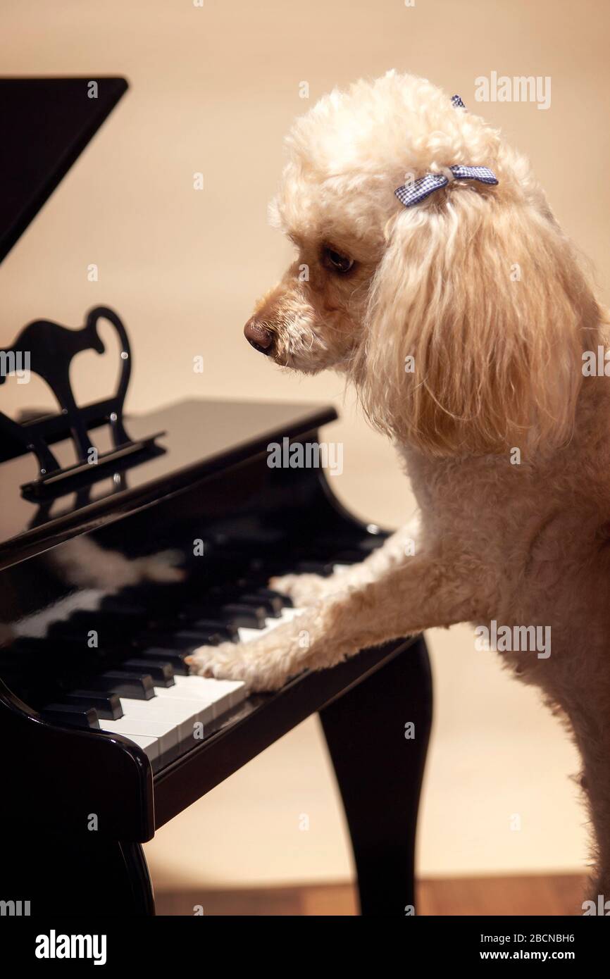 Joli chien jouant au piano. C'est un peu maltipoodle qui apprend à faire de  la musique Photo Stock - Alamy