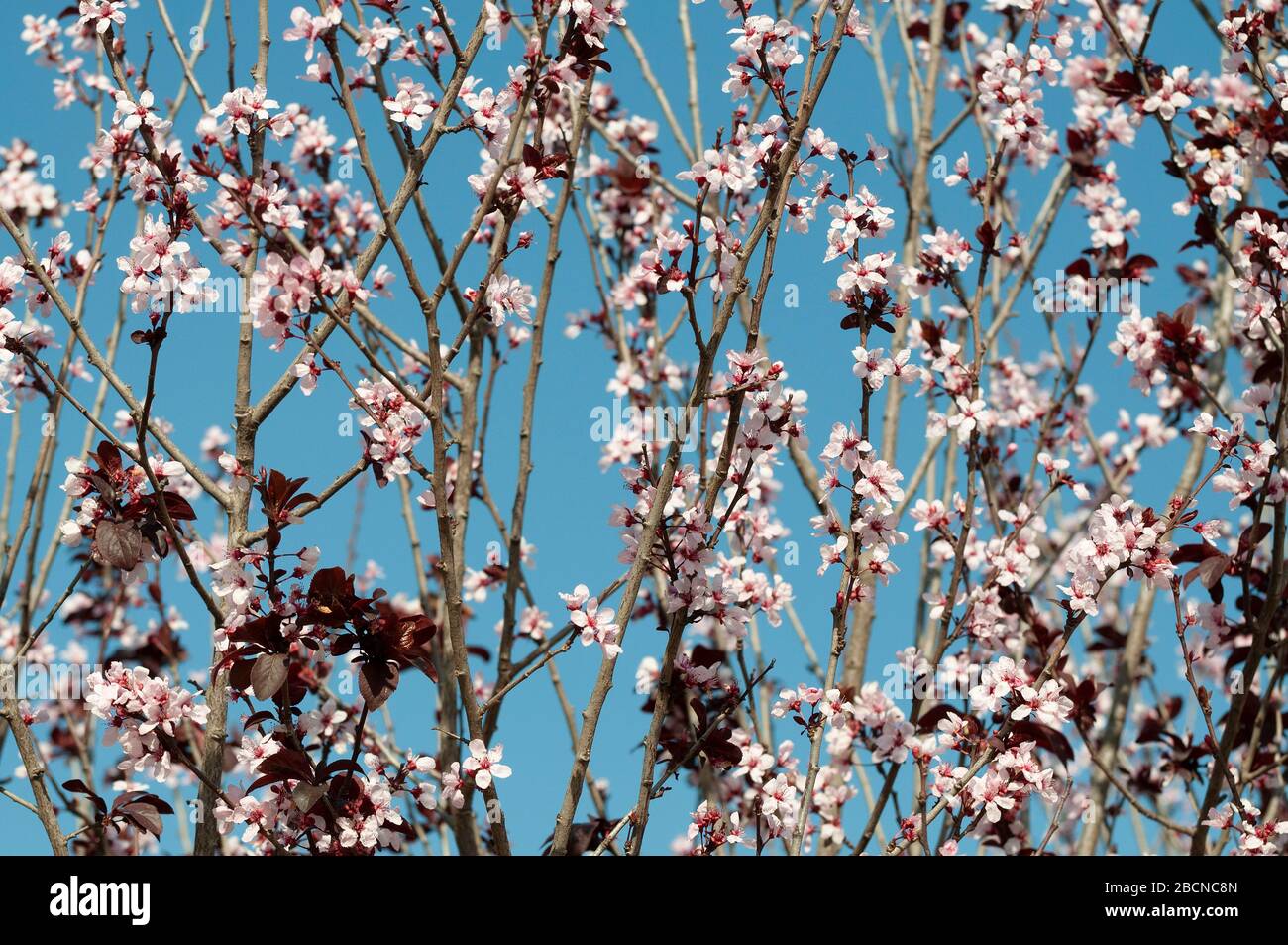Myrobalan Plum au sommet de sa floraison Banque D'Images