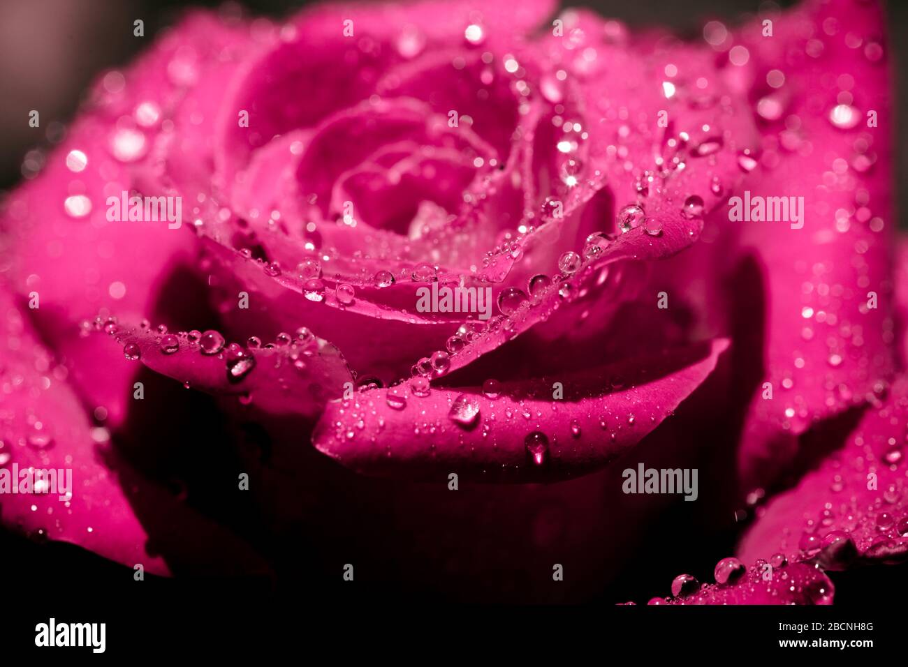 Rose fleurie recouverte de gouttes de pluie. Rose après la pluie (dans la rosée). Contexte de la nature Banque D'Images