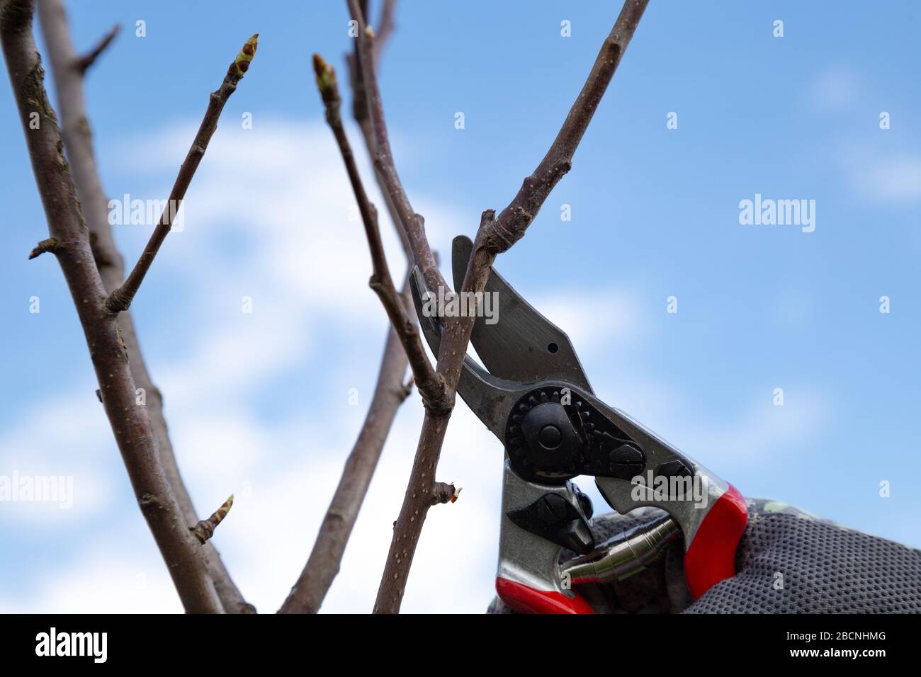 Main d'une femme avec des gants coupant des branches d'un arbre de fruits Banque D'Images Main d'une femme avec des gants coupant des branches d'un arbre de fruits Banque D'Images