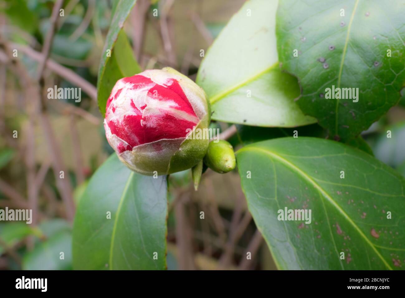 Bouton d'ouverture de rouge Camellia japonica avec des rayures blanches Banque D'Images