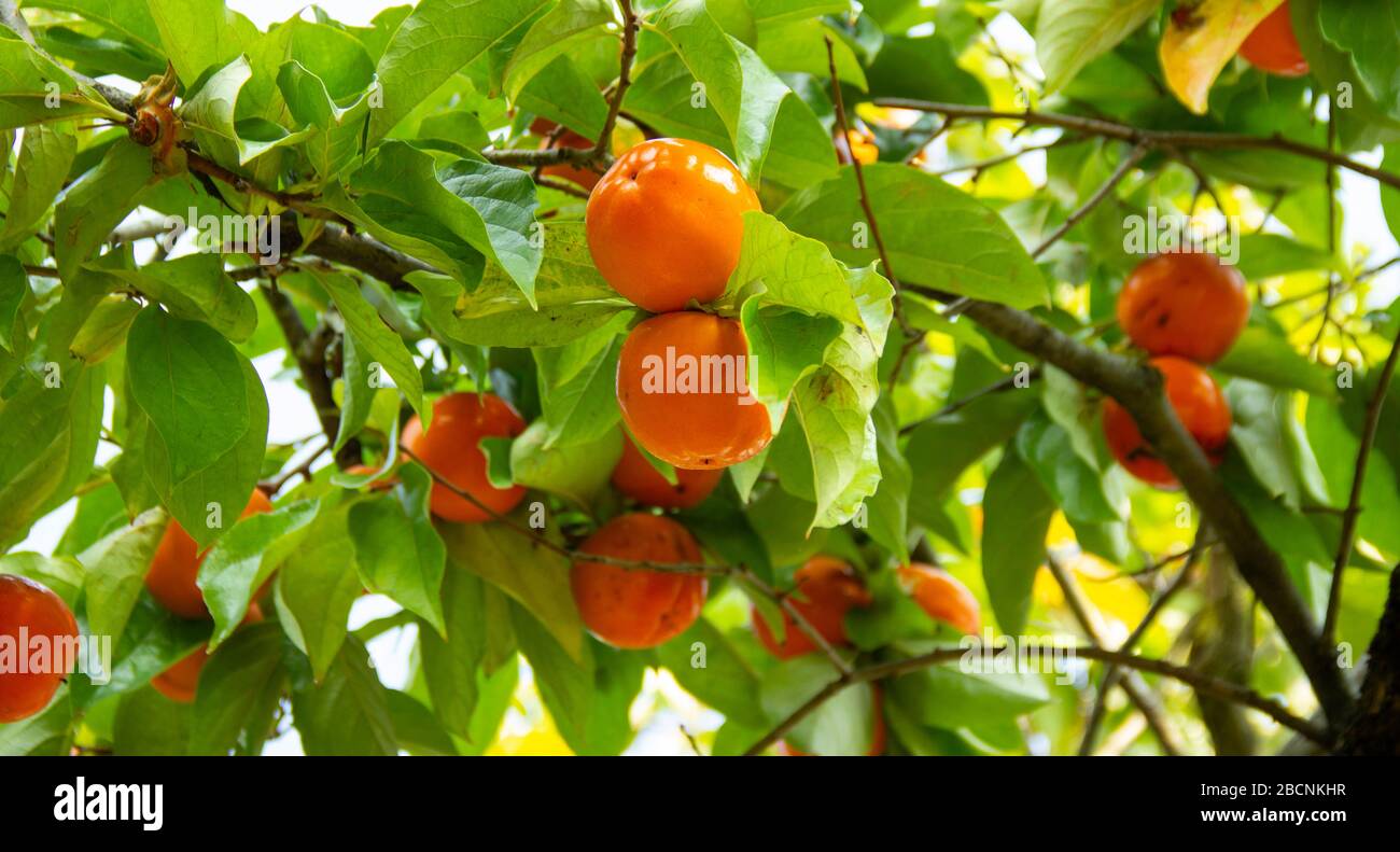 Persimmon arbre et belles feuilles vertes. Diospyros kaki, espèces d'arbres vivaces des Ebenaceae indigènes de l'Asie. Banque D'Images