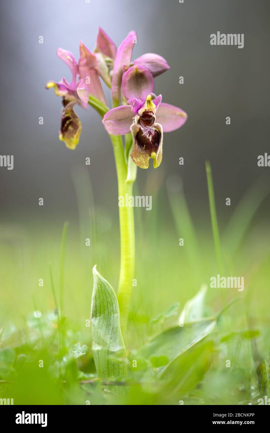 Orchidée de la mouche de scie - Ophrys tenthrédinifera Banque D'Images