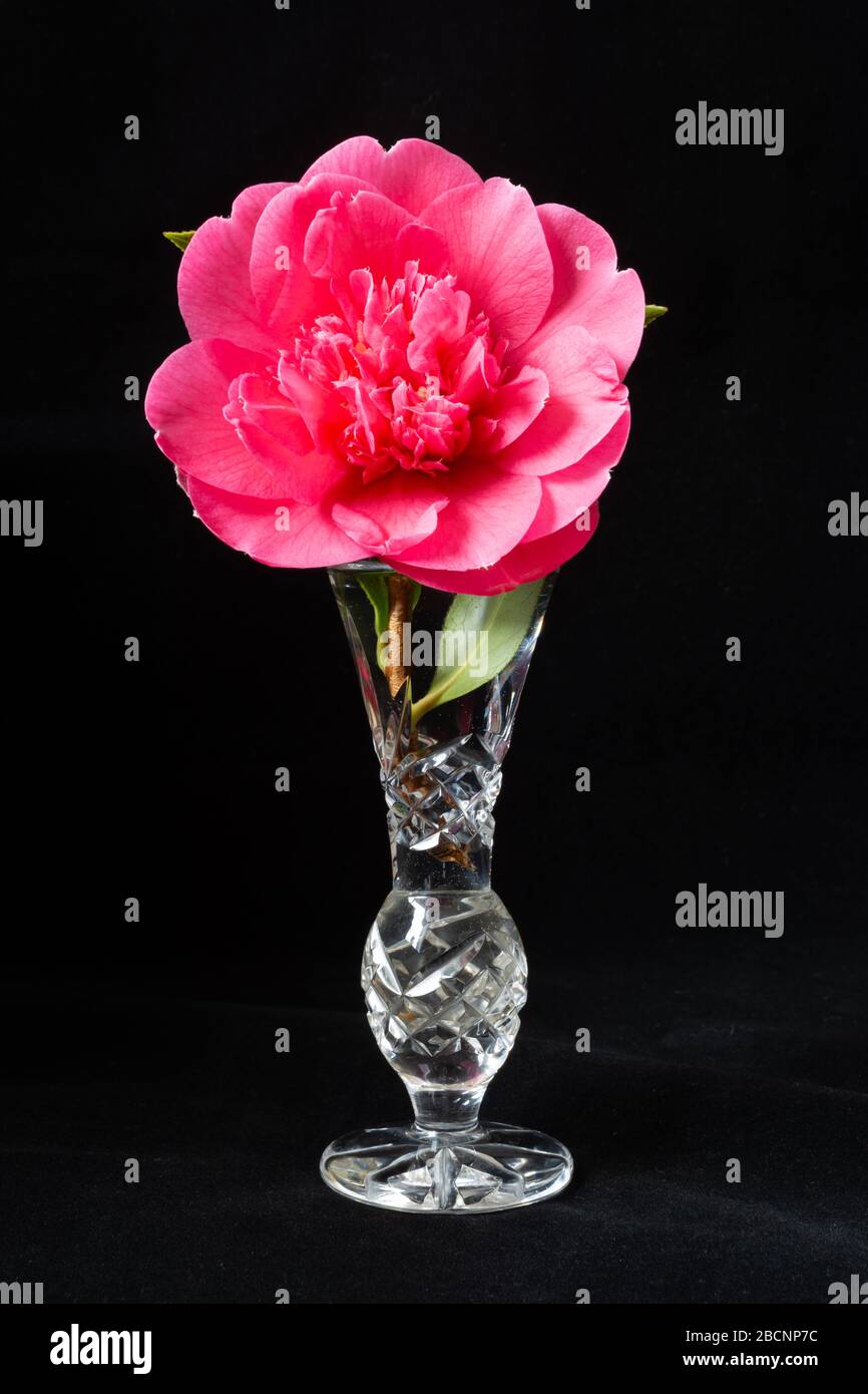 Fleur de Camellia dans un vase sur fond noir Banque D'Images