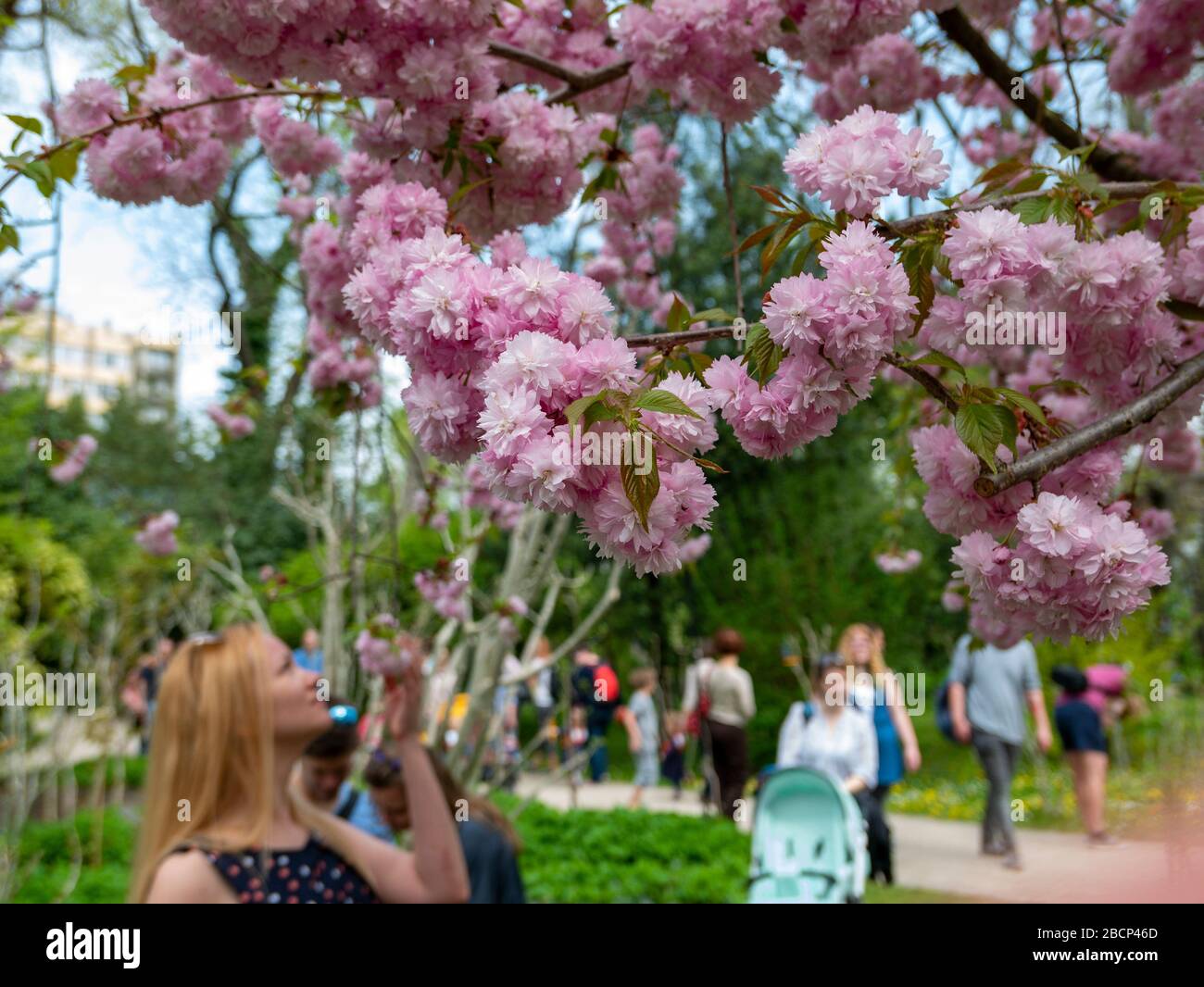Sakura à Budapest, cerisier fleuri au printemps Banque D'Images