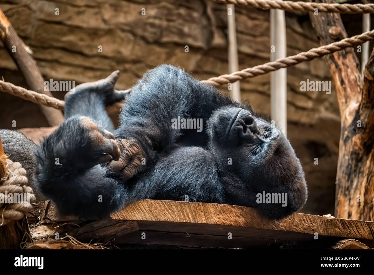 Gorille des plaines occidentales (Gorilla gorilla gorilla) silverback adulte détendu regardant la caméra dans le jardin zoologique du zoo de Varsovie, Polan Banque D'Images