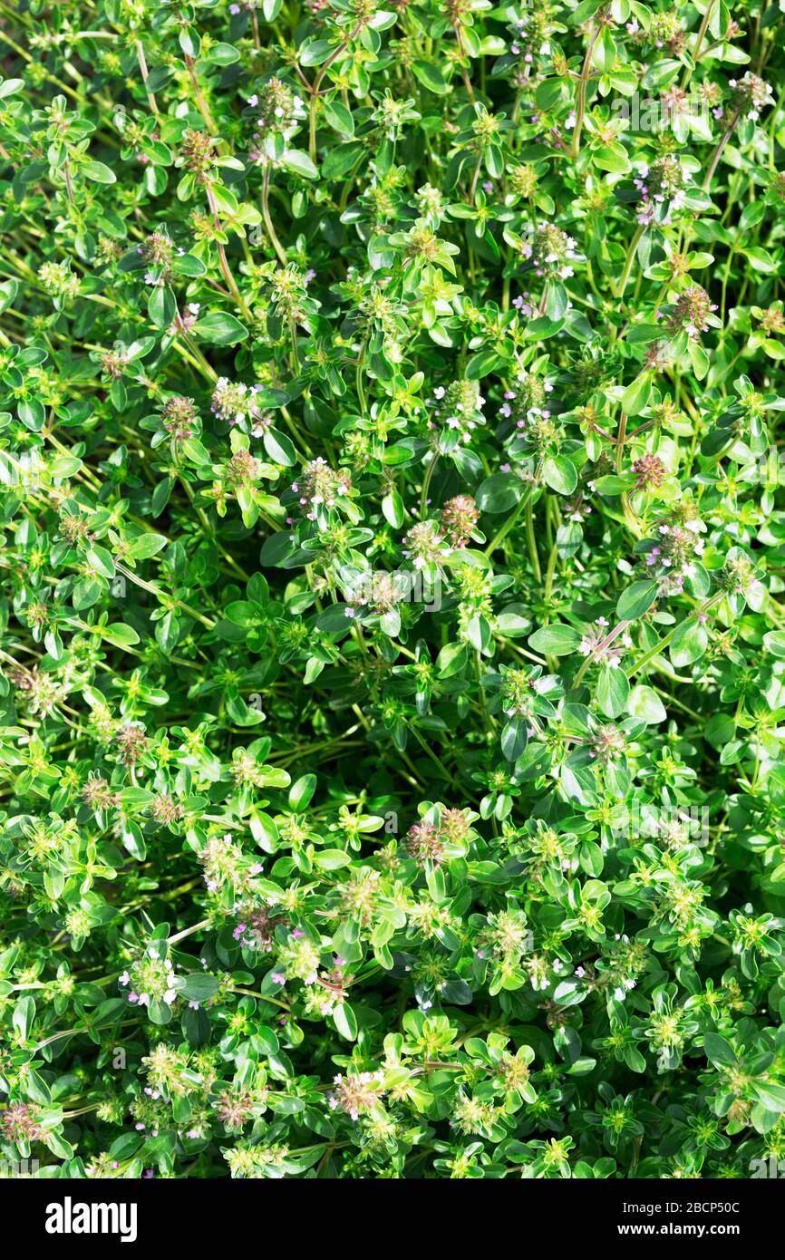 Salvia sclarea, cloy, ou plantes de sauge de la clage qui poussent dans le champ. Floraison de la sclarea de Salvia ou de la sauge de la parse. Banque D'Images