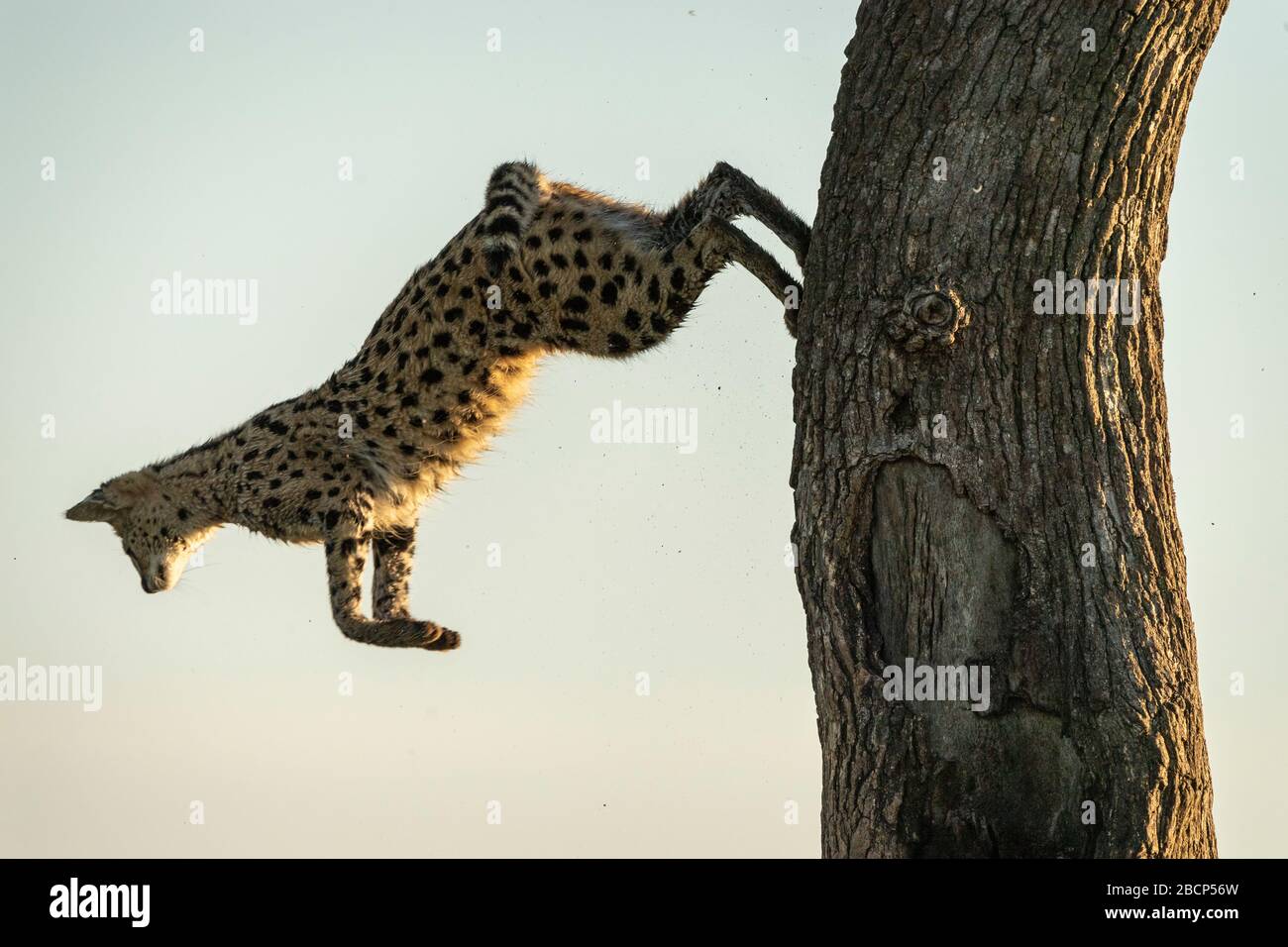 Chat Serval sautant d'un arbre dans la réserve de jeu de Mara de Masai au Kenya Banque D'Images