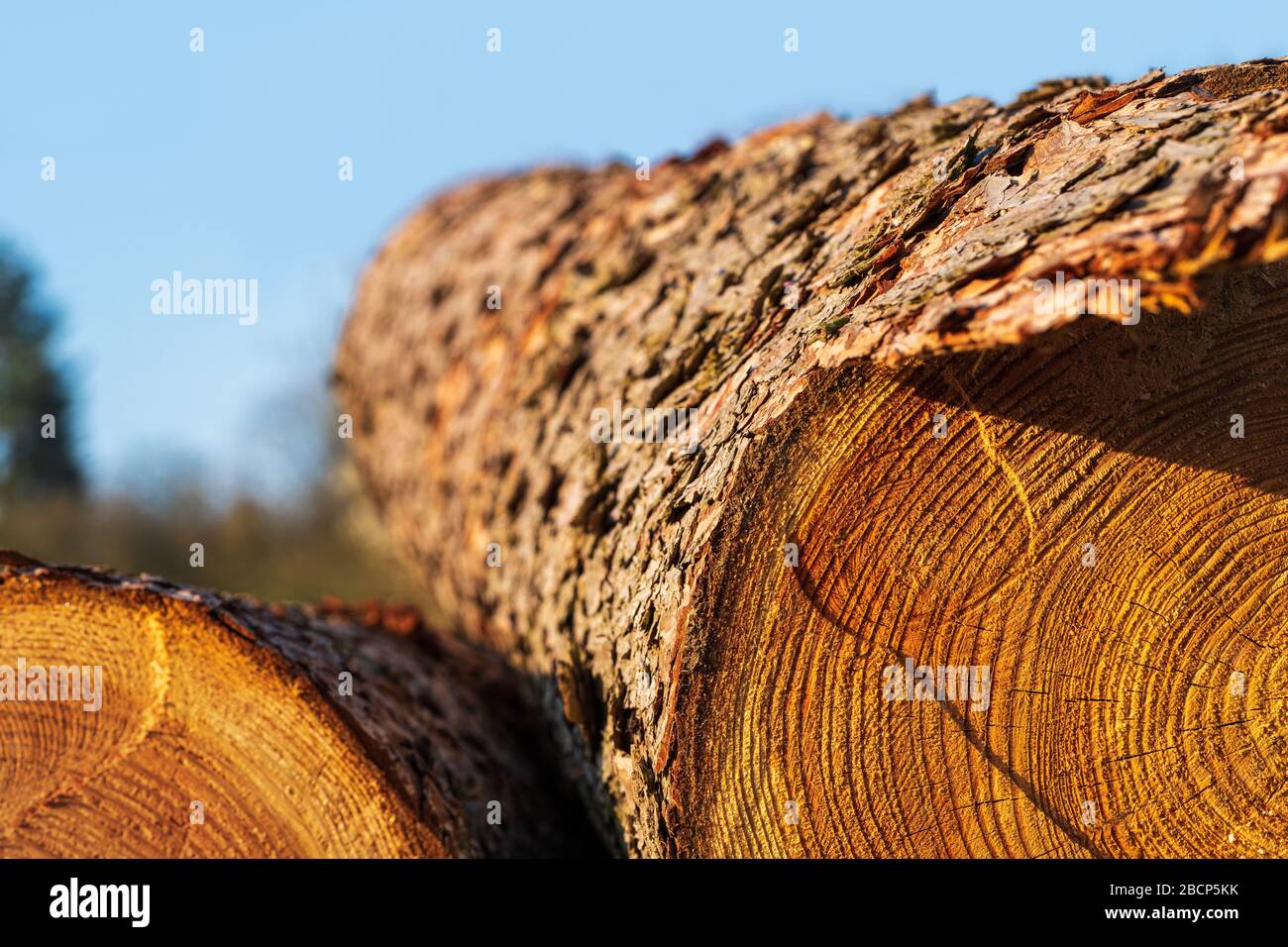 Tronc de conifères fraîchement enregistré avec anneaux annuels et écorce rugueuse à la lumière chaude du soleil. Concept de foresterie durable, déforestation, industrie forestière Banque D'Images