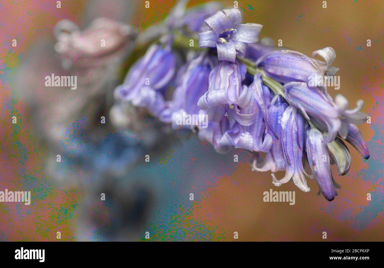 Une seule fleur de Bluebell en gros plan Banque D'Images