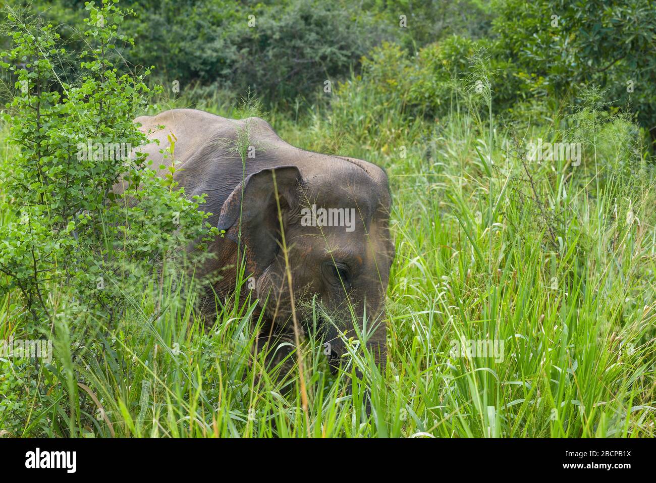 Jeune éléphant de Ceylon dans des épaississements d'herbe dense. Sri Lanka Banque D'Images