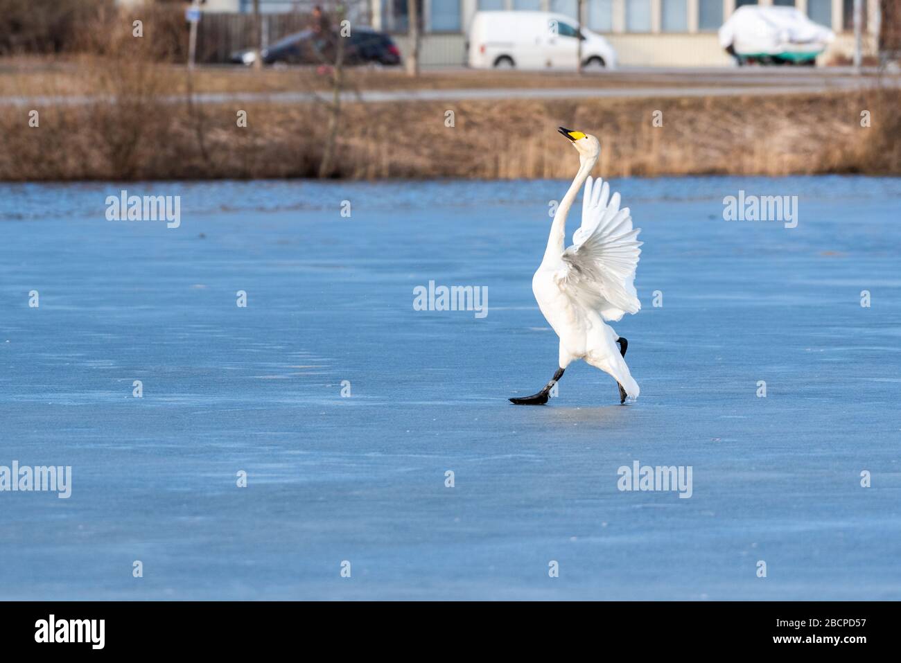 Whooper cygne dansant sur la glace. Whooper swans plaisante. Banque D'Images