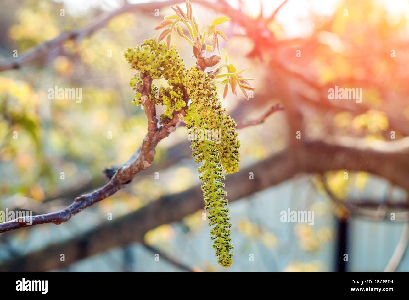 Fleurs de noyer. Fleurs de noyer sur la branche de l'arbre au printemps. Mise au point sélective. Banque D'Images