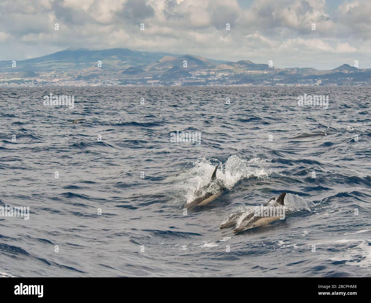 Gousse de dauphins communs nageant avec l'île de Sao Miguel en arrière-plan, les Açores Banque D'Images