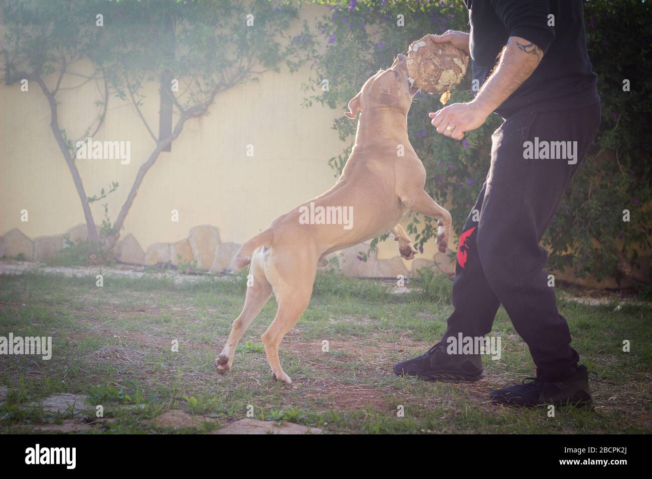 Homme jouant avec le chien dehors dans le jardin Banque D'Images