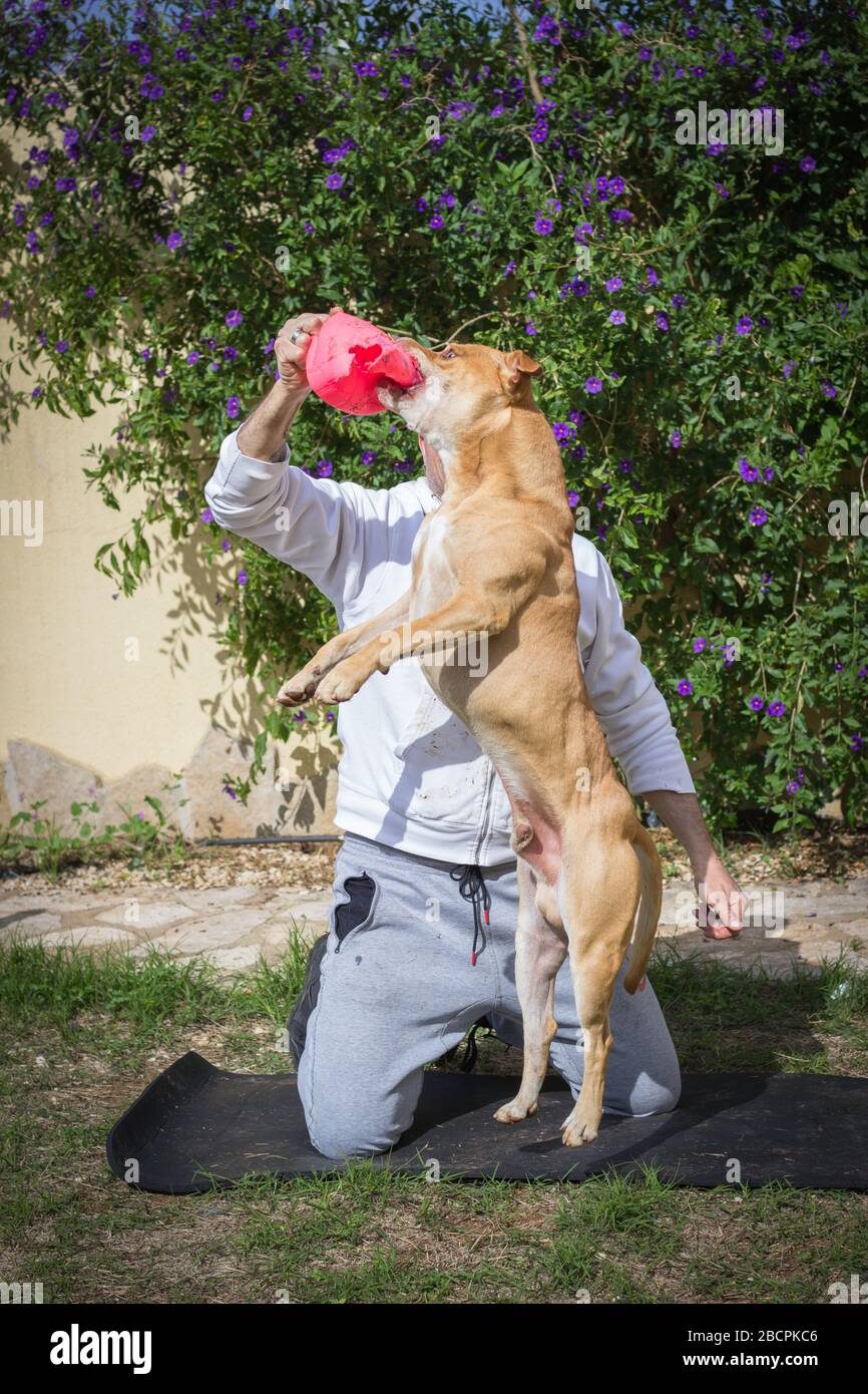 Homme jouant avec le chien dehors dans le jardin Banque D'Images