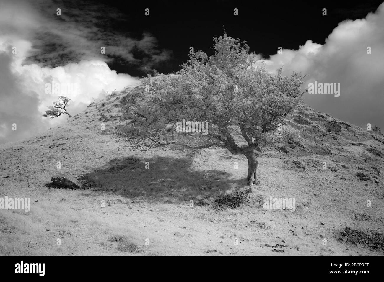 Thorn arbre sur la montagne noire dans infra-rouge Banque D'Images Thorn arbre sur la montagne noire dans infra-rouge Banque D'Images