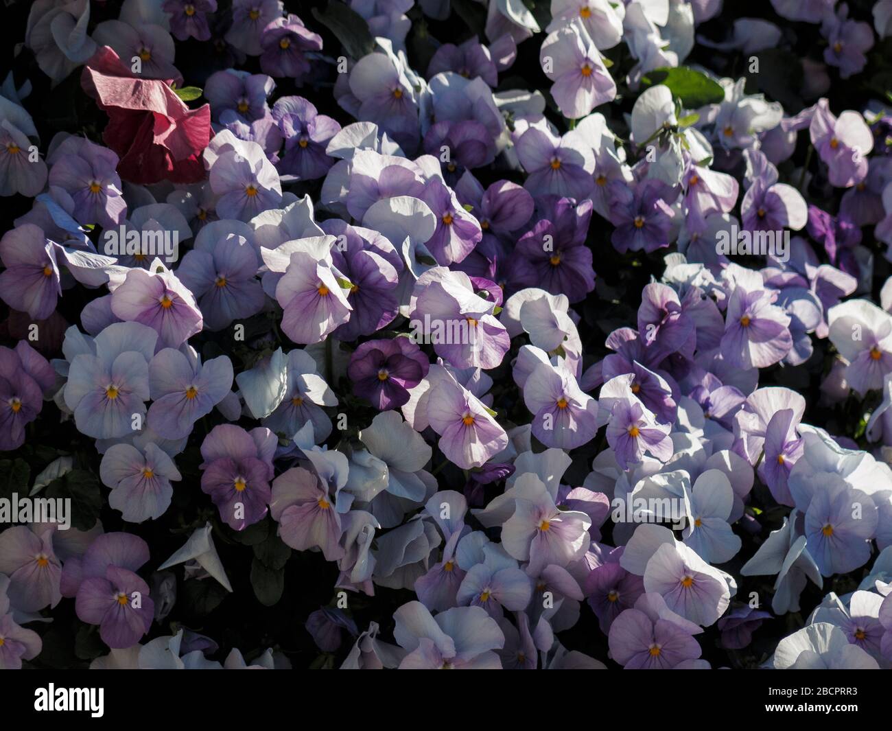 décoration de fleurs dans la ville de bilbao Banque D'Images