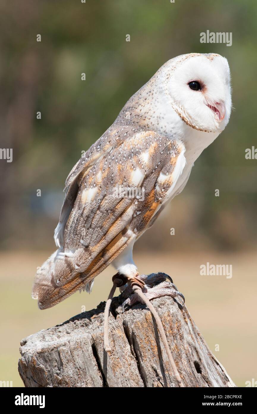 Effraie des clochers (Tyto alba), Lone Pine Koala Sanctuary, Brisbane, Queensland, Australie Banque D'Images