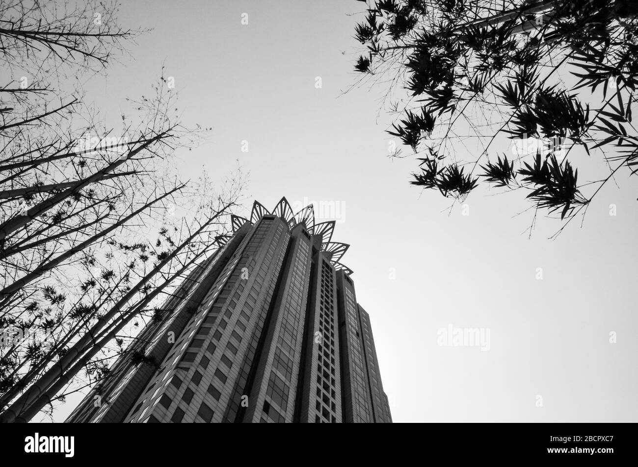 Perspective du bas vers le haut sur un gratte-ciel à Shanghai, Chine. Le bâtiment a une couronne sur la crête. Le bambou encadre l'image. Banque D'Images