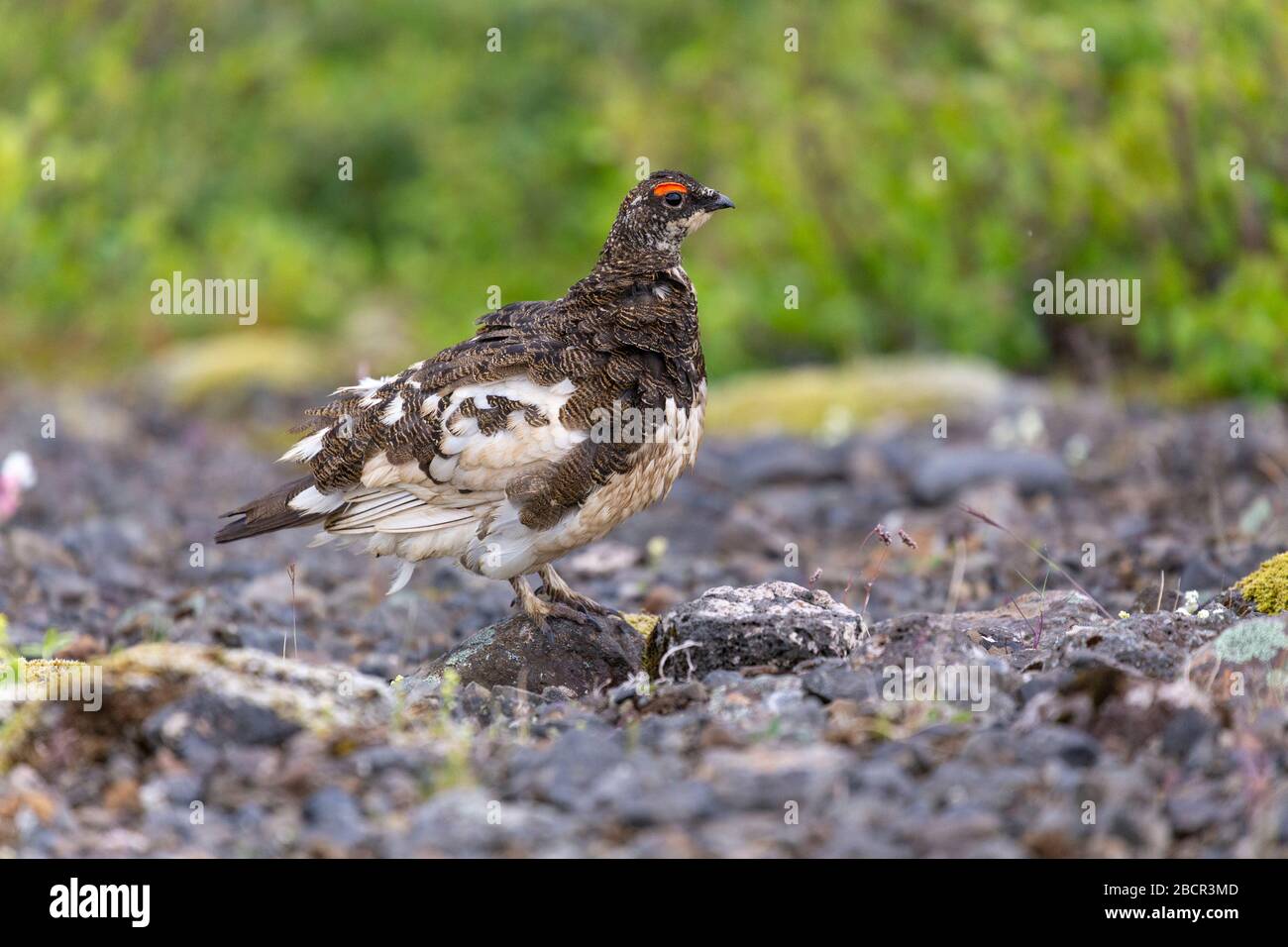 Un oiseau (Rock Ptarmigan ou Lagopus muta) à Skaftafell, Islande Banque D'Images