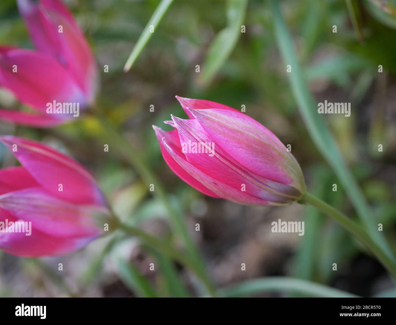 Tulipe peu de beauté près de la vue latérale isolée contre le feuillage flou arrière-plan belle rose fleur bleu à l'intérieur Banque D'Images