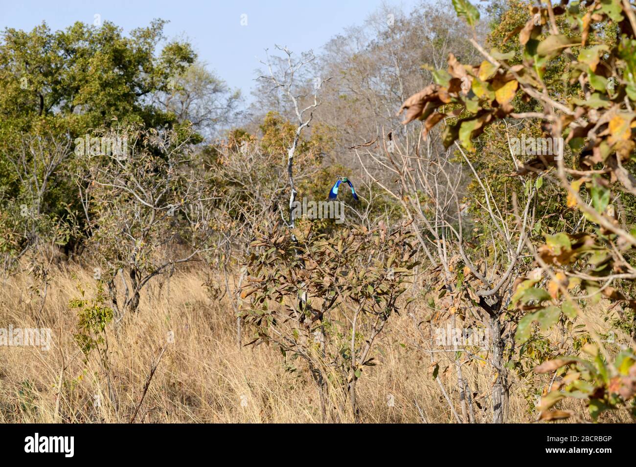 Afrique, Afrique de l'Ouest, Burkina Faso, région du Pô, parc national de Nazinga. Oiseau multicolore qui vole au large d'une succursale dans le parc national de Nazinga Banque D'Images