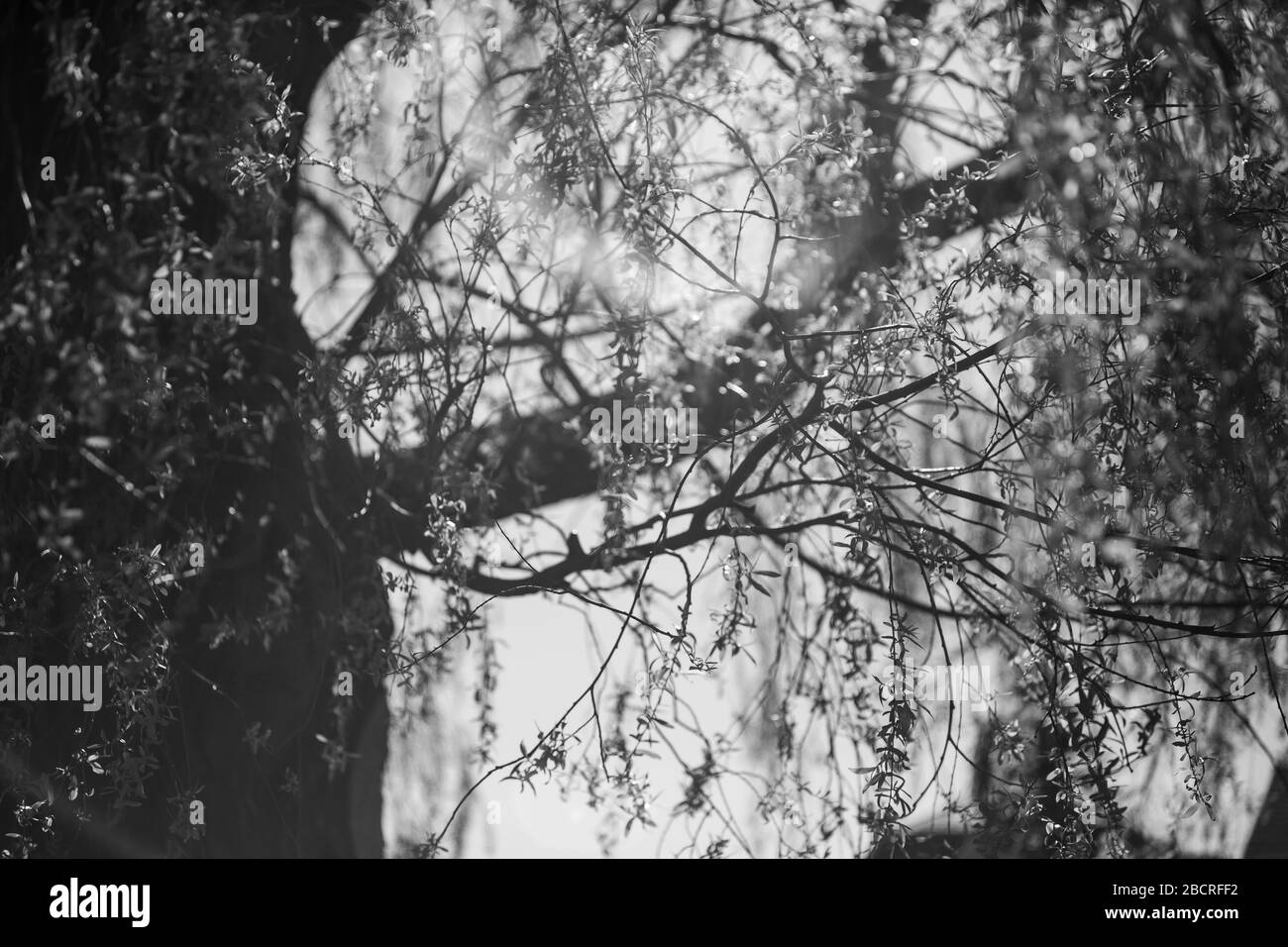 Arbre avec feuilles suspendues en noir et blanc Banque D'Images