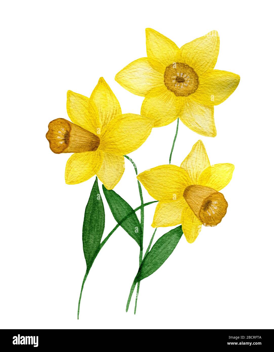 aquarelle jaune jonquilles fleurs isolées sur fond blanc, belle main peinte  à la source jonquille fleur, jondil bouquet, printemps fleuri d Photo Stock  - Alamy