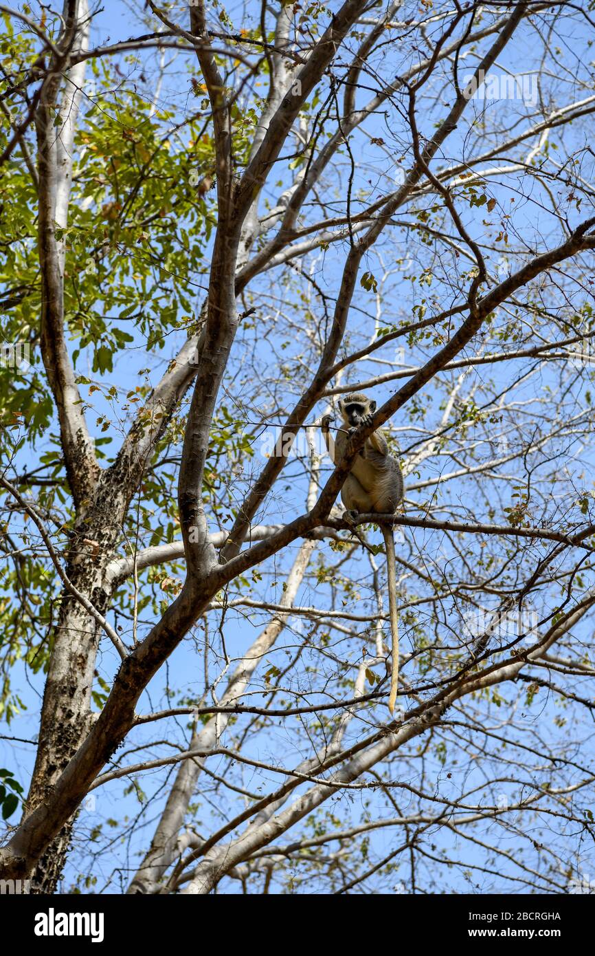 Afrique, Afrique de l'Ouest, Burkina Faso, région du Pô, parc national de Nazinga. Un singe est assis sur des branches dans le parc national de Nazinga Banque D'Images