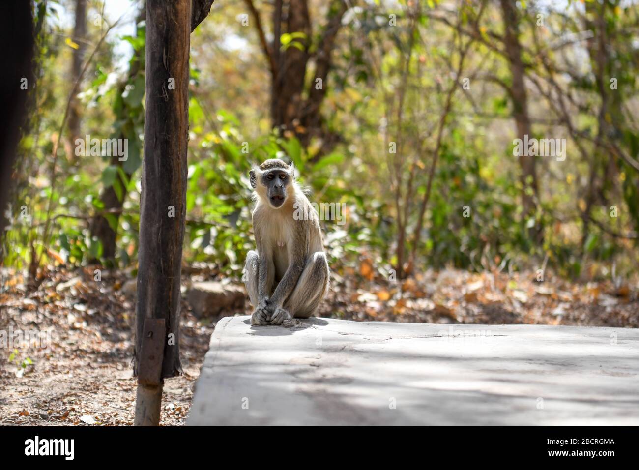 Afrique, Afrique de l'Ouest, Burkina Faso, région du Pô, parc national de Nazinga. Un singe est assis sur le sol dans le parc national de Nazinga Banque D'Images
