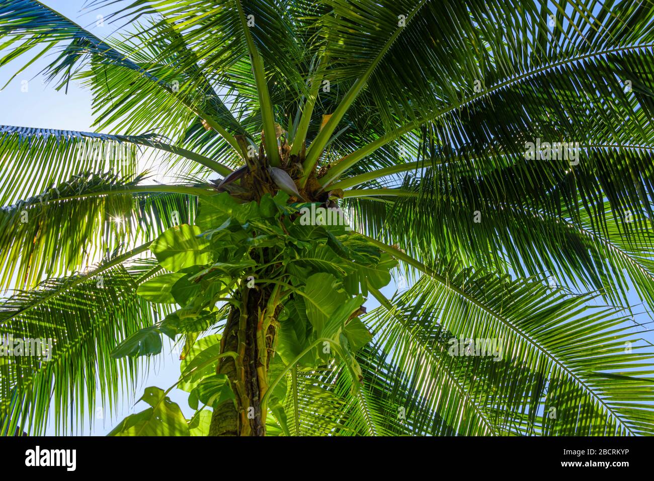 Grimpez en clamant le tronc d'un grand palmier tropical. Banque D'Images